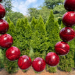 Mini Molly Bubble Necklace • Burgundy