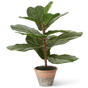 Fiddle Leaf Fig Tree