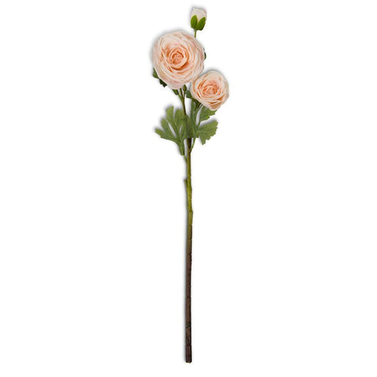 Ranunculus Stem