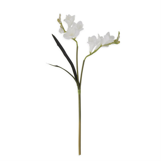 Freesia Stem