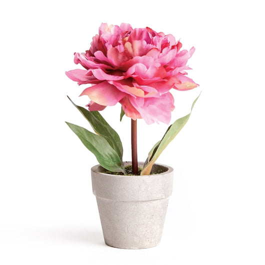 Mini Potted Peony | Pink