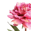 Mini Potted Peony | Pink