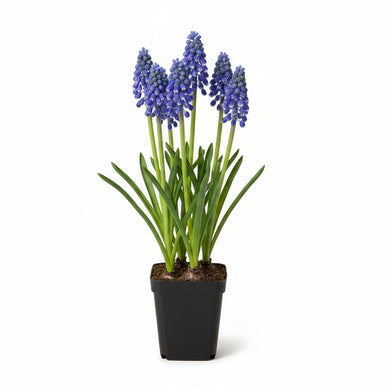 Potted Flower | Hyacinths