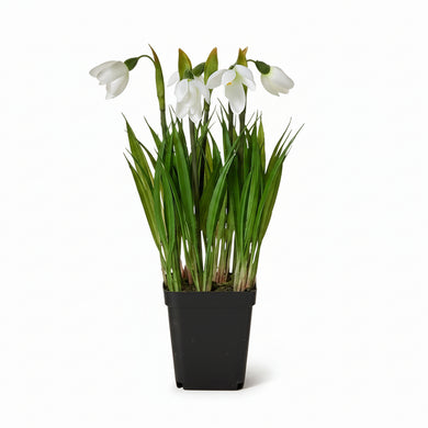 Potted Flower | Snowdrops