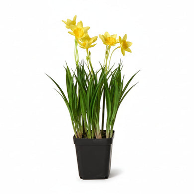 Potted Flower | Daffodils