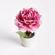 Mini Potted Peony | Pink