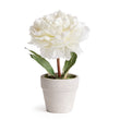 Mini Potted Peony | Cream