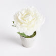 Mini Potted Peony | Cream