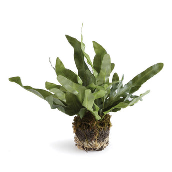 Echeveria Fern Drop-in