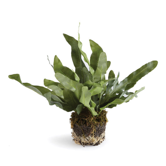 Echeveria Fern Drop-in