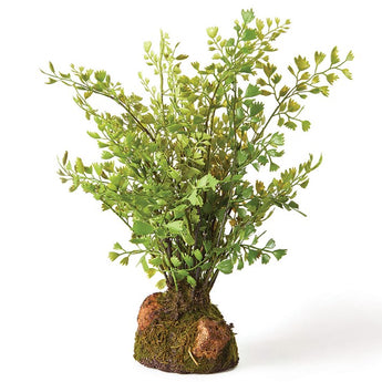 Maidenhair Fern Drop-in