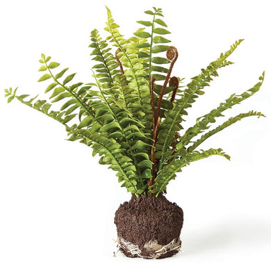 Boston Fern Drop-in