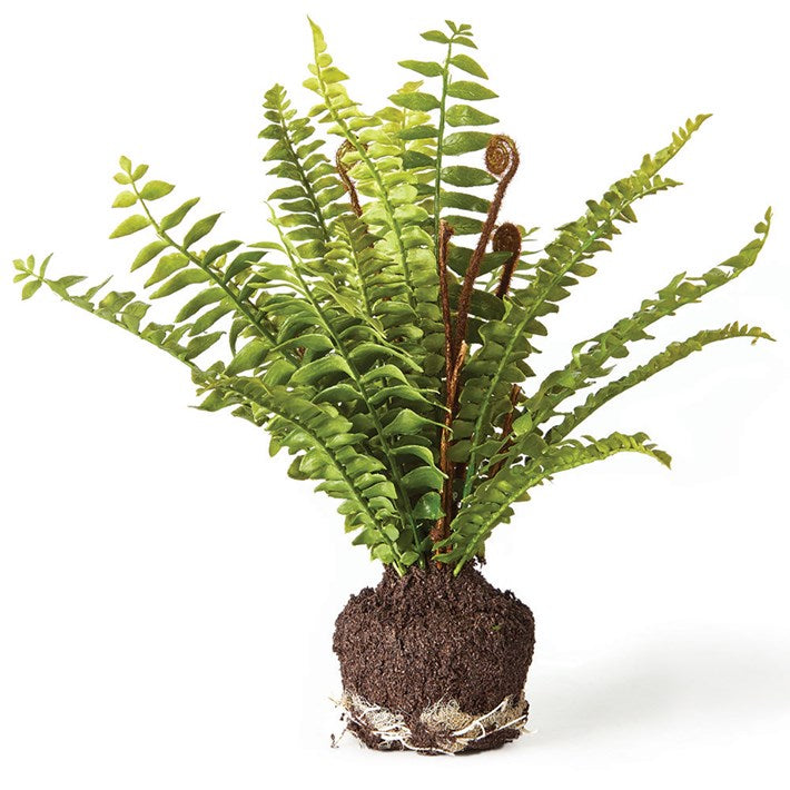 Boston Fern Drop-in