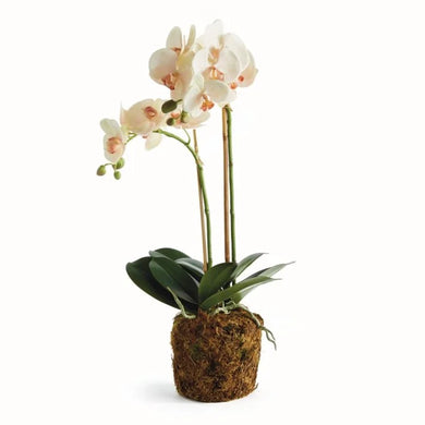 Orchid Drop-in | 23