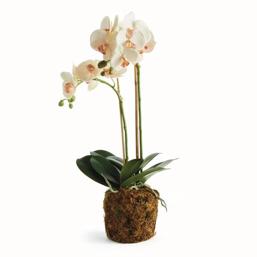 Orchid Drop-in | 23