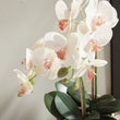 Orchid Drop-in | 23"
