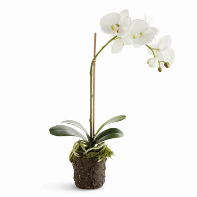 Orchid Drop-in | 21