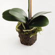 Orchid Drop-in | 21"