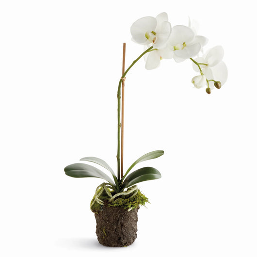 Orchid Drop-in | 21