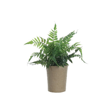 Fern in Paper Pot