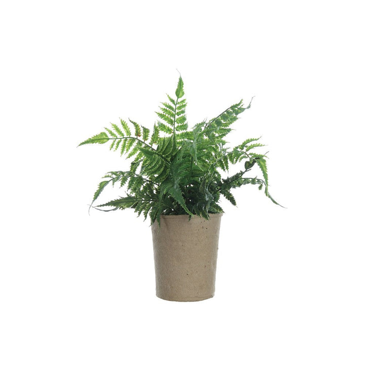 Fern in Paper Pot
