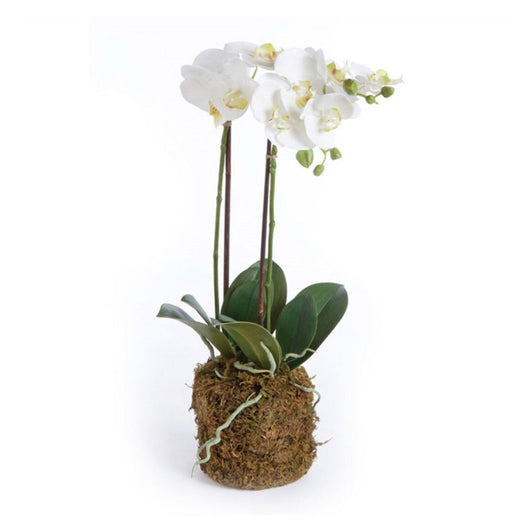 Orchid Drop-in | 23