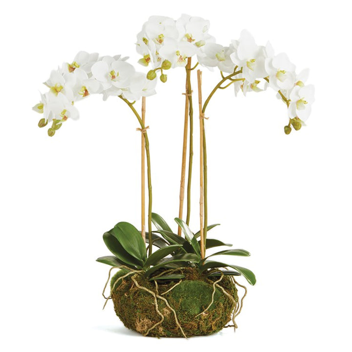 PHALAENOPSIS ORCHID MINI GARDEN DROP-IN 16