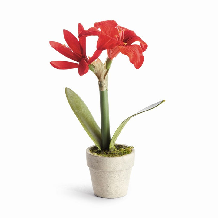 MINI AMARYLLIS POTTED DROP-IN 9