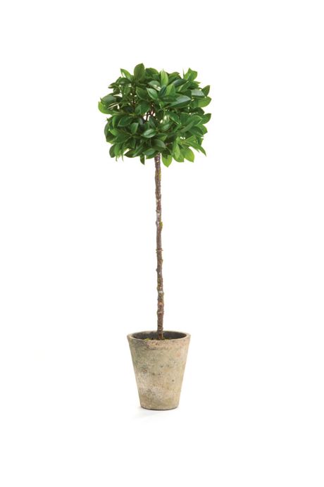Ficus Topiary