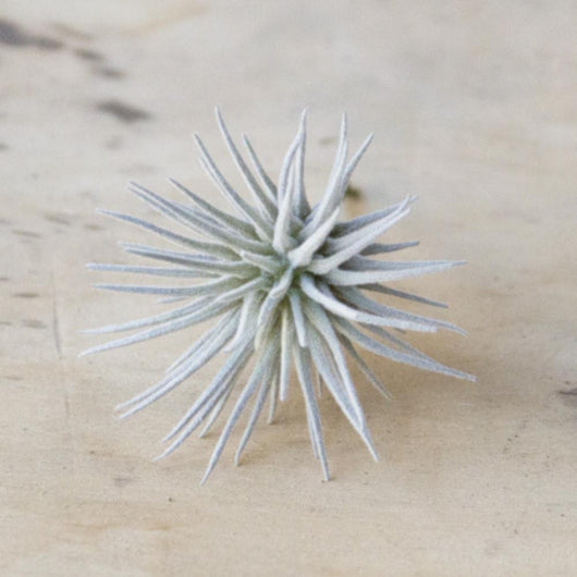 Faux Air Plants