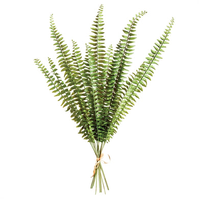Boston Fern Stem