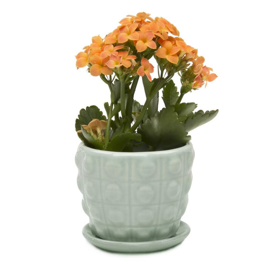 Mint Convex Planter