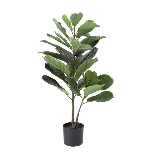 Fiddle Leaf Fig