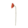 Poppy Stem