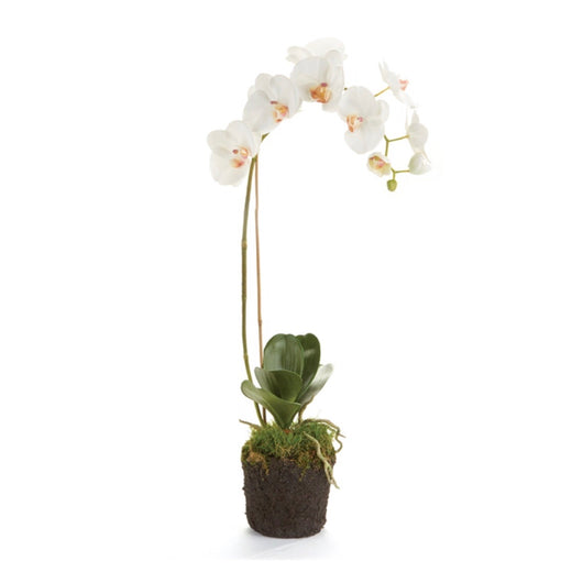 Orchid Drop-in | 26