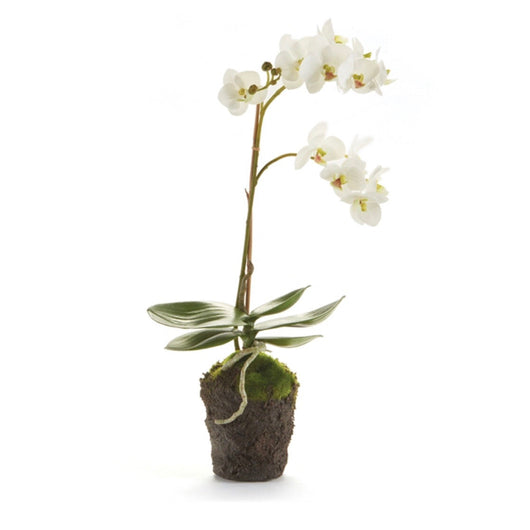 Orchid Drop-in | 17
