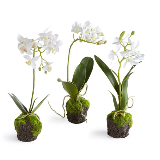 Dendrobium Orchid Drop-Ins