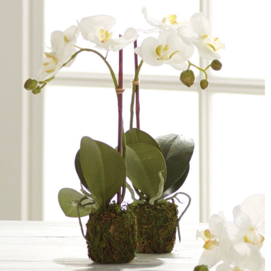 Orchid Drop-in | 15